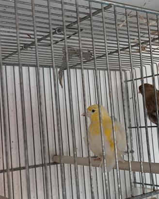canari