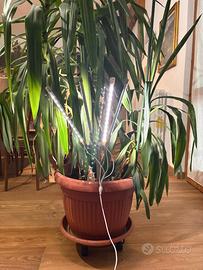 Lampada per piante