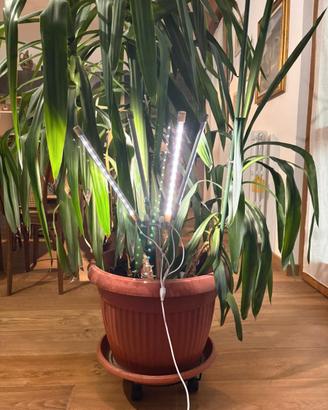 Lampada per piante