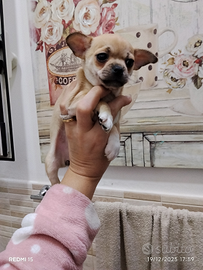 Cuccioli mini chihuahua Toy