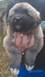 Cuccioli Pastore del Caucaso