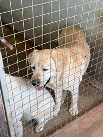 Labrador maschio