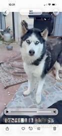 Siberian Husky