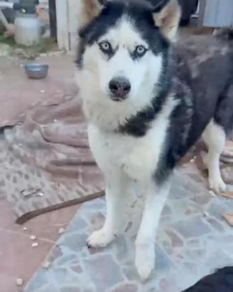 Siberian Husky