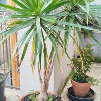 Pianta Dracena marginata 