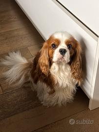 Cavalier king Spaniel disponibile per monta