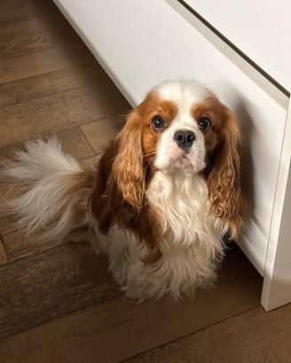 Cavalier king Spaniel disponibile per monta