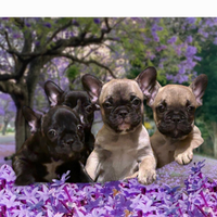 Bouledogue francese cuccioli