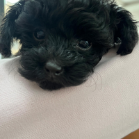Cucciolo mini Toy