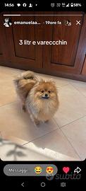 Spitz maschio