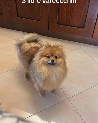 Spitz maschio