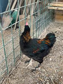 Gallo Marans 