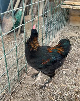 Gallo Marans 