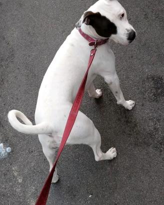 Pitbull