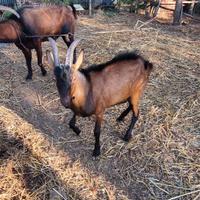 Capre e becco camosciate