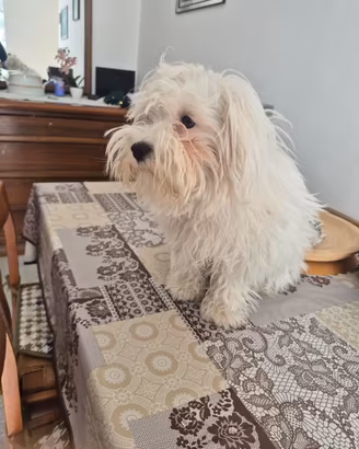 Cucciolo maltese
