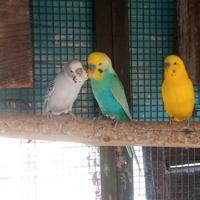 Cocorite giovani e sane