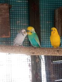 Cocorite giovani e sane