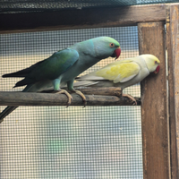 Parrochetto dall collare