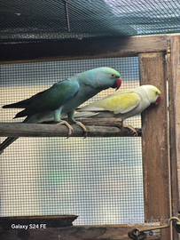 Parrochetto dall collare