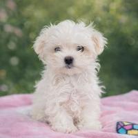 Maltese