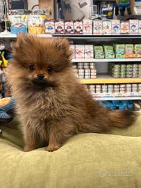 Cucciolo di spitz di Pomerania con pedigree ENCI