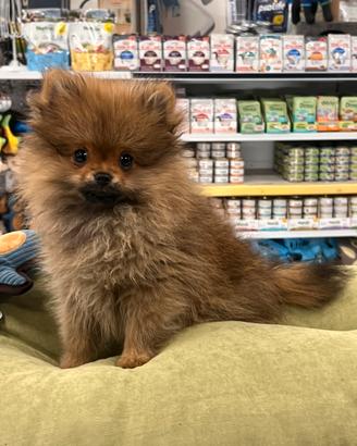 Cucciolo di spitz di Pomerania con pedigree ENCI