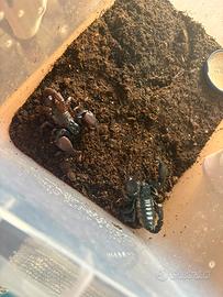 Scorpioni imperatori