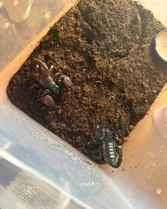 Scorpioni imperatori