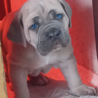 Cuccioli cane corso rustico