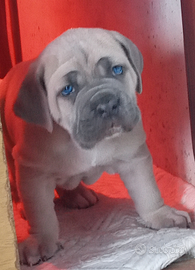Cuccioli cane corso rustico