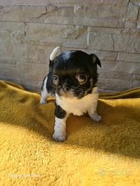Chihuahua nero e bianco pedigree