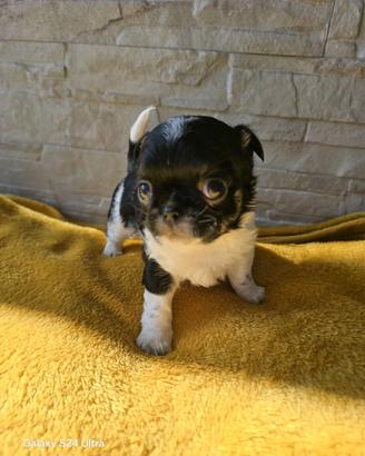 Chihuahua nero e bianco pedigree