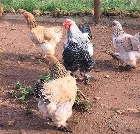 Galline brahma