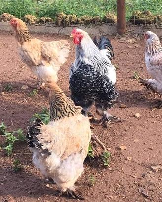 Galline brahma