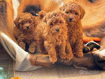 Barboncini Toy Rossi