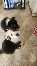 Cucciolo pastore australiano