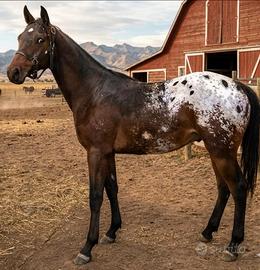 Puledro appaloosa