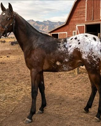 Puledro appaloosa