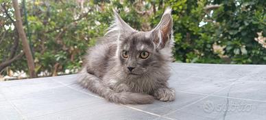 Maine Coon cuccioli linea TOP con pedigree