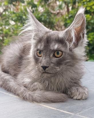 Maine Coon cuccioli linea TOP con pedigree