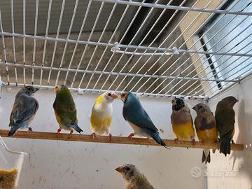 Diamanti di Gould