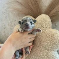 Cucciola chihuahua toy merle 60 giorni femmina