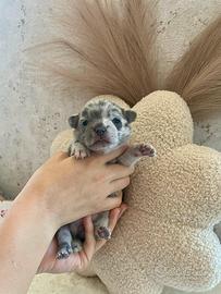 Cucciola chihuahua toy merle 60 giorni femmina