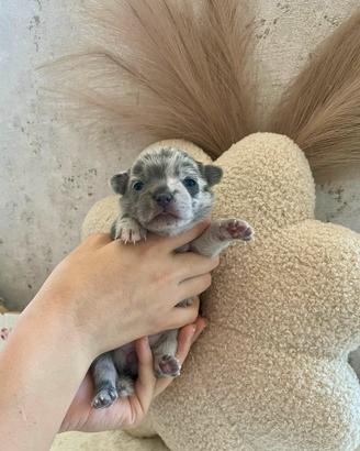 Cucciola chihuahua toy merle 60 giorni femmina