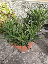 Vasi piante grasse grossi e medi magnifici