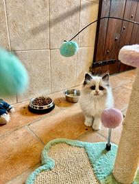 Cuccioli di ragdoll