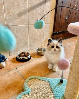 Cuccioli di ragdoll