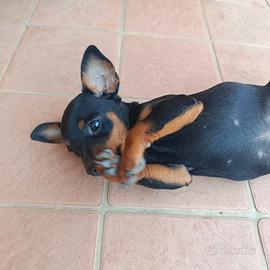 Pinscher nano 350