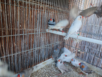 Diamantini mandarino